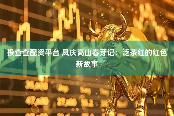 投查查配资平台 凤庆高山春芽记：泛茶红的红色新故事